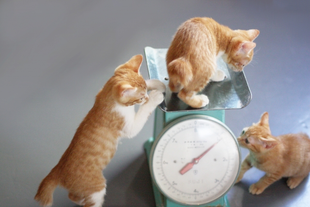 体重計に乗る猫