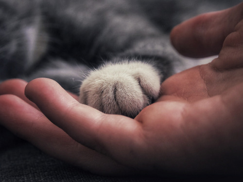人の手と猫の手