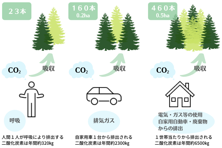 杉の二酸化炭素吸収量